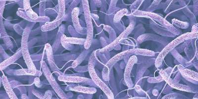 Beware of diseases and snakebites — GHS issues public health alert over rainy season risks