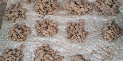High ginger prices raises concern amongKadjebitraders