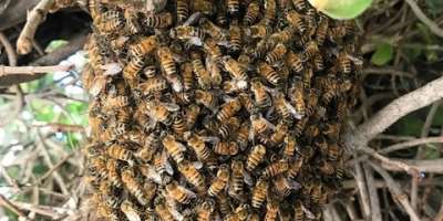 One dead, fire officer hospitalised after bee attack at Quarry Site inSokode Gbogame