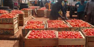 Government targets end to tomato imports within four months