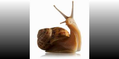 Snail Helps Brain, Bone and Nerves