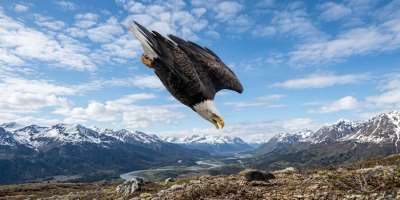The Eagle’s Hard Choice