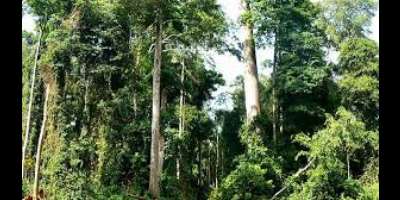 Atewa Forest is a no go area for mining — A Rocha Ghana warnsGIADEC
