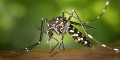 Malaria Is Caused By Plasmodium Parasites Until Proven Wrong With Concrete Scientific Evidence