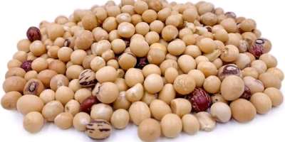 Bambara Groundnut: Africa’s Wonder Crop