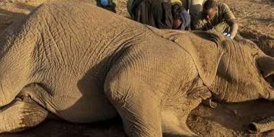 A mystery affliction has killed at least 20 elephants, mostly females or young males, since June in Kenya. -  SIMON MAINA / AFP