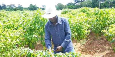 More farmers in Bono East switch to vegetable production to growing demand