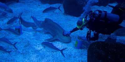 File photo of a diver and shark named Ritinha taken at the AquaRio Marine Aquarium in Rio de Janeiro, Brazil, June 3, 2026. -  Bruna Prado, AP