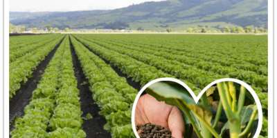 How to Make Vinasse into Organic Fertilizer