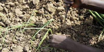 A farmer plants onions at his farm in Kwalkwalawa, in north-western Nigeria, on 22 February 2025. -  Sunday Alamba / AP