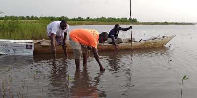 Nature Is Infrastructure: How Protecting Mangroves, Wetlands and Forests Could Shield Communities from Climate Threats