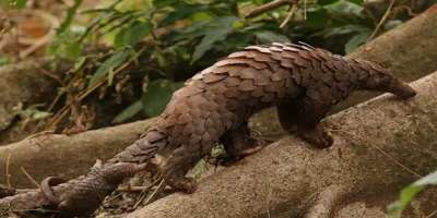 A mother white-bellied/tree pangolin with her baby in its natural habitat (www.worldlandtrust.org). Accessed on 26/10/2026