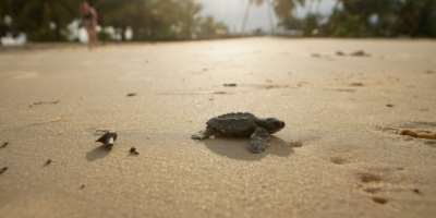 Gabons 900 kilometres (560 miles) of coastline is home to four species of sea turtles.  By Cyril VILLEMAIN (AFP)