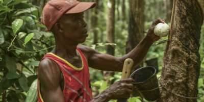 Harry Somah collects rubber from a tree on his farm in Grand Bassa County, Liberia.  By MATTHEW JACOBS (AFP)
