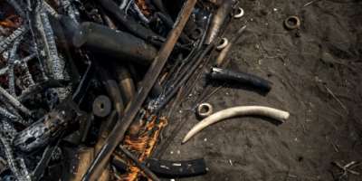 Poaching crackdown: Tusks and pangolin scales are burned at a ceremony in DR Congo's capital Kinshasa in September 2018.  By John WESSELS AFPFile