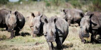 South Africa is home to the worlds largest rhino population.  By Luca Sola (AFP/File)