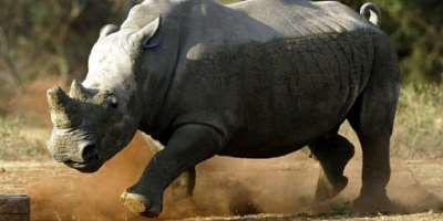 Threatened: The white rhinoceros file picture.  By ALEXANDER JOE AFP