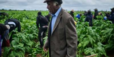 Zimbabwe is Africas leading producer of tobacco. By Zinyange Auntony (AFP)