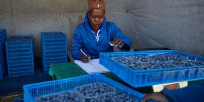 Zimbabwe is Africas third-largest blueberry producer.  By Jekesai NJIKIZANA (AFP)
