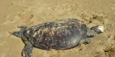 Dad Turtle at sandpits sea side Karachi