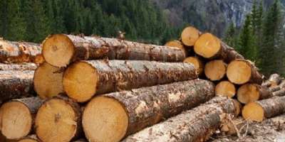 The Illegal Logging In Western Part Of Northern Region Must Stop