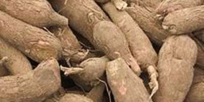 Cassava Consciousness  from The Tamarind Galaxy part two