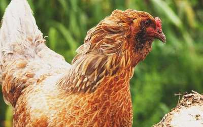 How To Process Chicken Manure Into Organic Fertilizer