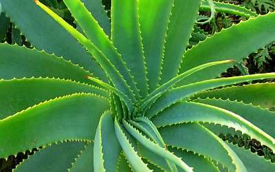 Aloe Vera The Natural Healer