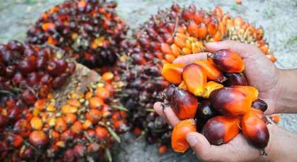 The Palm Oil Miracle: Protect the Heart, Brain & Improves Skin and Hair Health….
