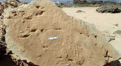Reptile, avian and mammal tracks and Middle Stone Age artefacts on a large track bearing surface which has since been buried by a landslide. - Source: Images modified from Helm, et al. 2020. South African Journal of Science, 116