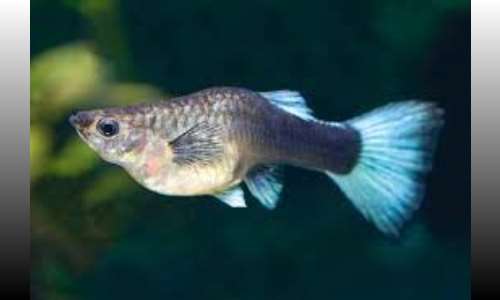 Pregnant Fish