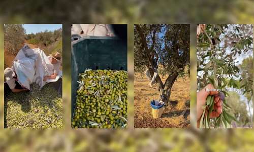 Israeli settlers have been posting images of their olive harvests on social media. -  The Observers