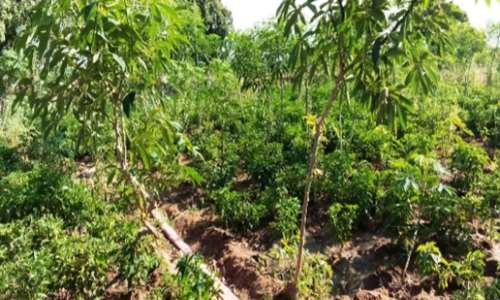 Covid-19 pandemic and climate degradation require multi-stakeholder approach to address food security in Ghana
