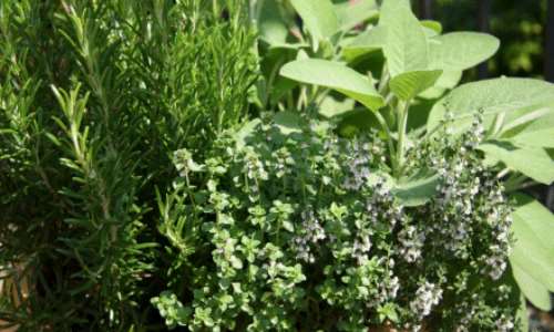 Rejoinder: No traditional medicine or herbs can cure breast cancer; I’ve tried it all and here I’m-Patient reveals