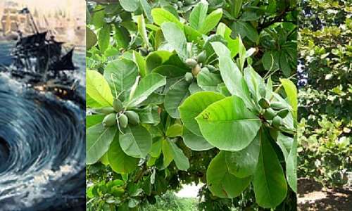 Images of Whirlpool with sinking boats, and Indian Almond tree and fruit (Google.com)