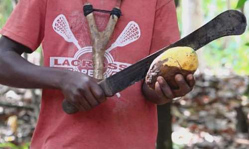 Its horrifying to see these children using these long machetes, which are sometimes half their height, said the founder of Slave Free Chocolate. Photograph: Channel