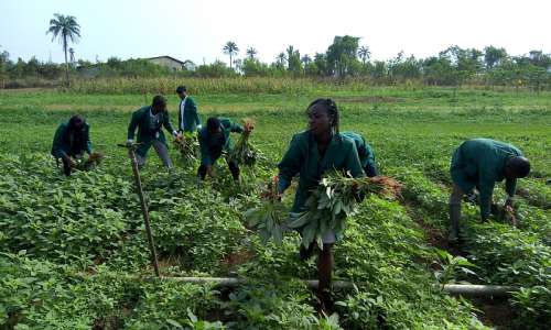 IITA YOUTH AGRIPRENEURS ON VEGETABLE FIELD