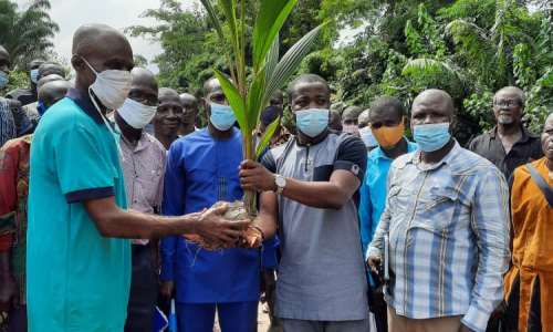 Adansi Akrofuom: DCE, MP distribute Coconut Seedlings to farmers