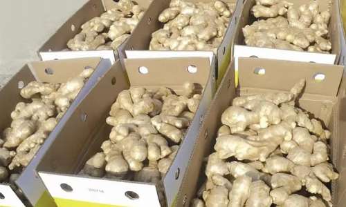 The Strange Disease That Turned Ginger Into Gold - Accra Street Journal