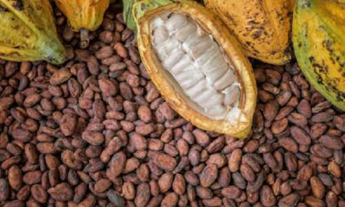 Beyond Cocoa: Why Ghana Must Diversify Its Export Agriculture
