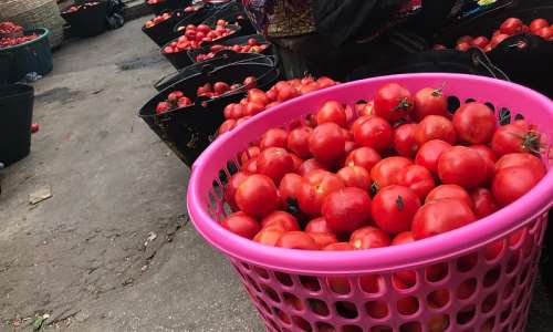 A/R: Kumasi tomato traders push for revival of local tomato industry