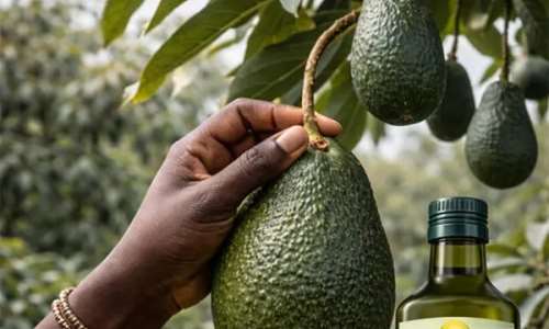 An avocado tree