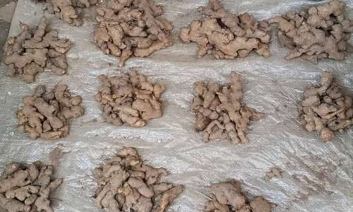 High ginger prices raises concern amongKadjebitraders