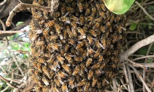 One dead, fire officer hospitalised after bee attack at Quarry Site inSokode Gbogame