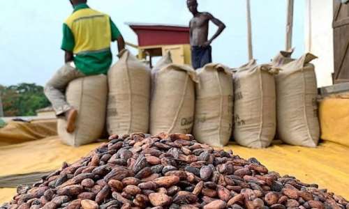 Majority alleges NPP govt misused ¢600million earmarked to boost cocoa production