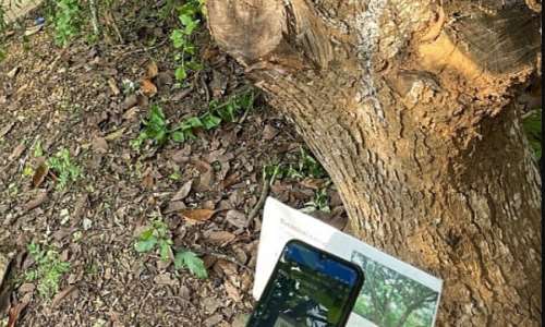 Faculty Of Pharmacy And Pharmaceutical Sciences, Knust Physic Garden Digitized