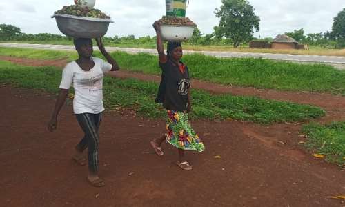 Women Shea Pickers from farm