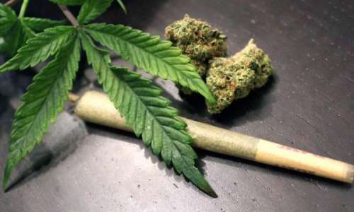 Four remanded for farming 80 hectares of cannabis in forest reserve at Kwahu Afram Plains