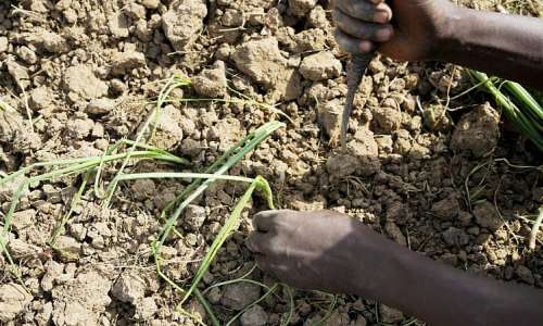 A farmer plants onions at his farm in Kwalkwalawa, in north-western Nigeria, on 22 February 2025. -  Sunday Alamba / AP