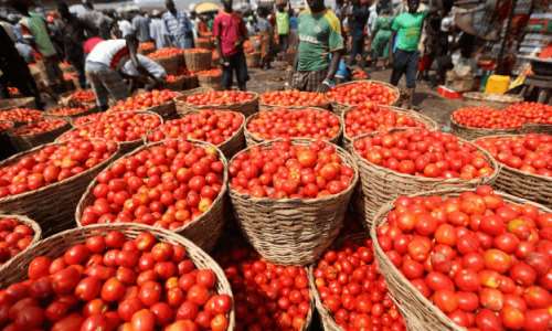 Tomato prices to drop as Ghanaian farmers begin harvest — John Dumelo